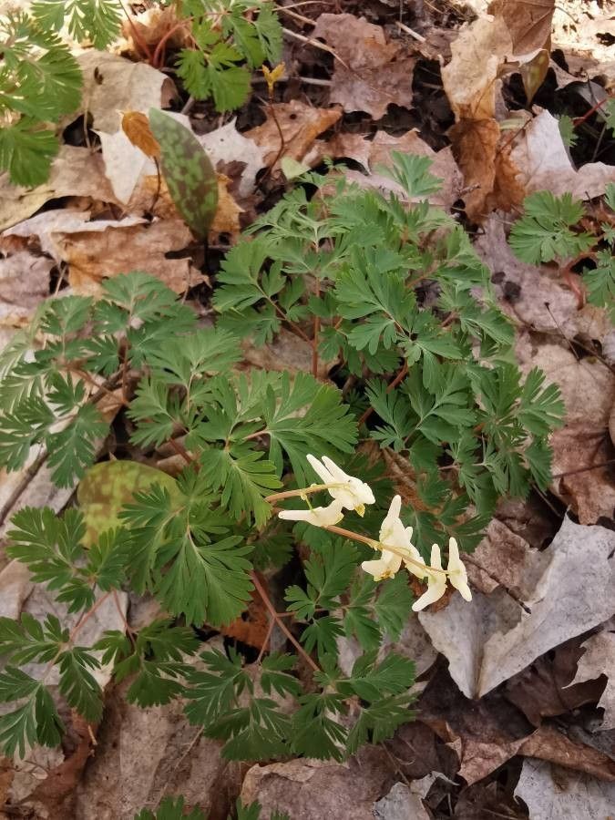 Dicentra cucullaria habit