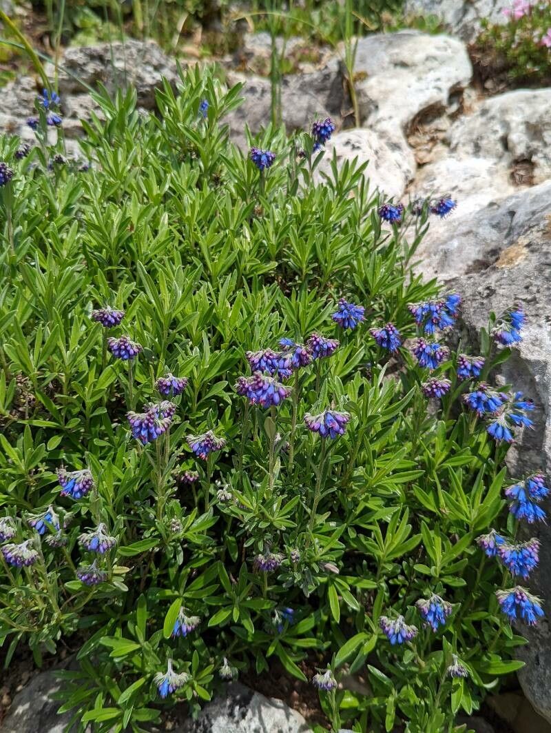 Paramoltkia doerfleri flower