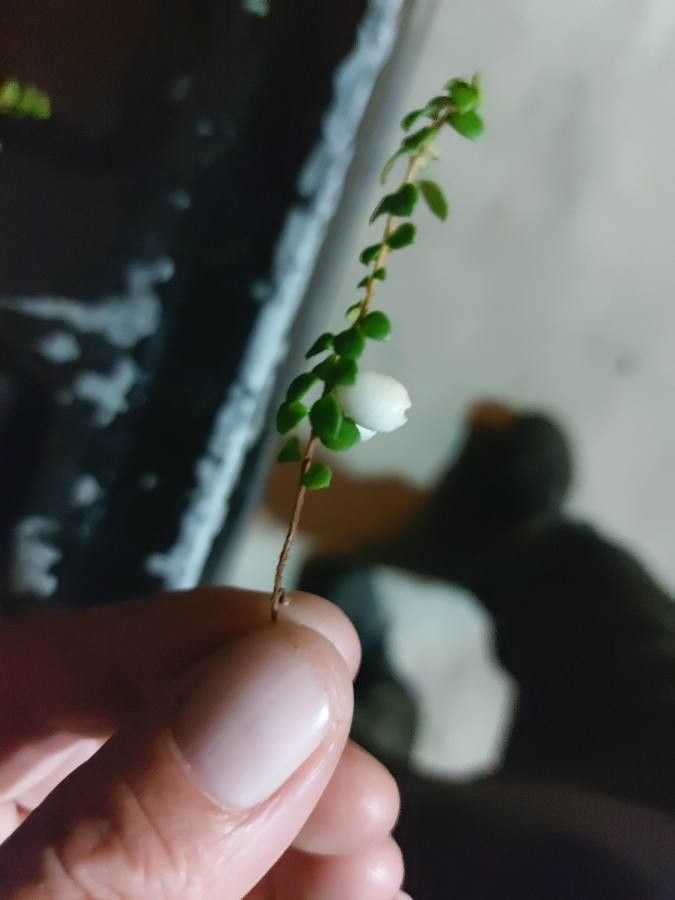 Gaultheria hispidula fruit