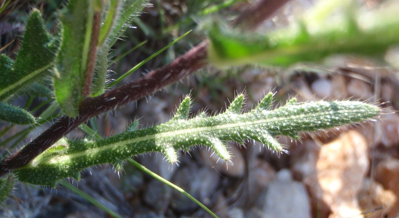 Biscutella minor leaf