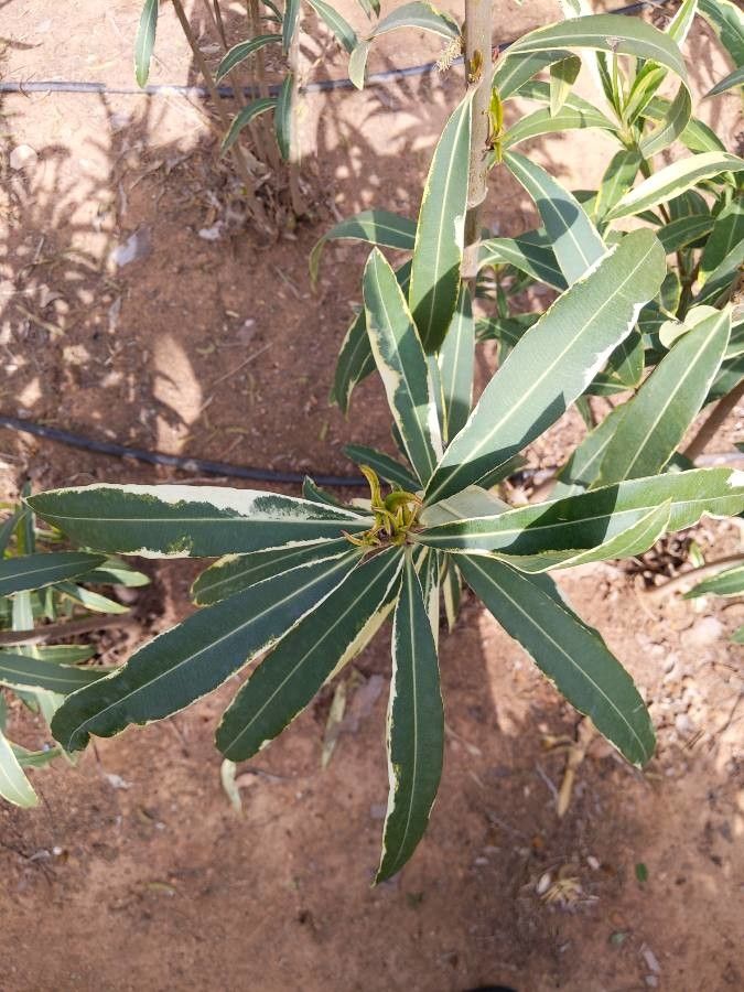 Breonadia salicina — search result for 'Saudi Arabia'