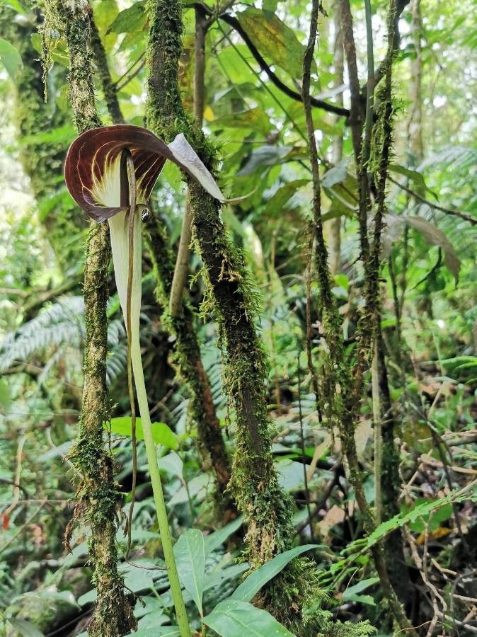 Arisaema erubescens flower