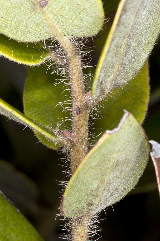 Arctostaphylos tomentosa bark