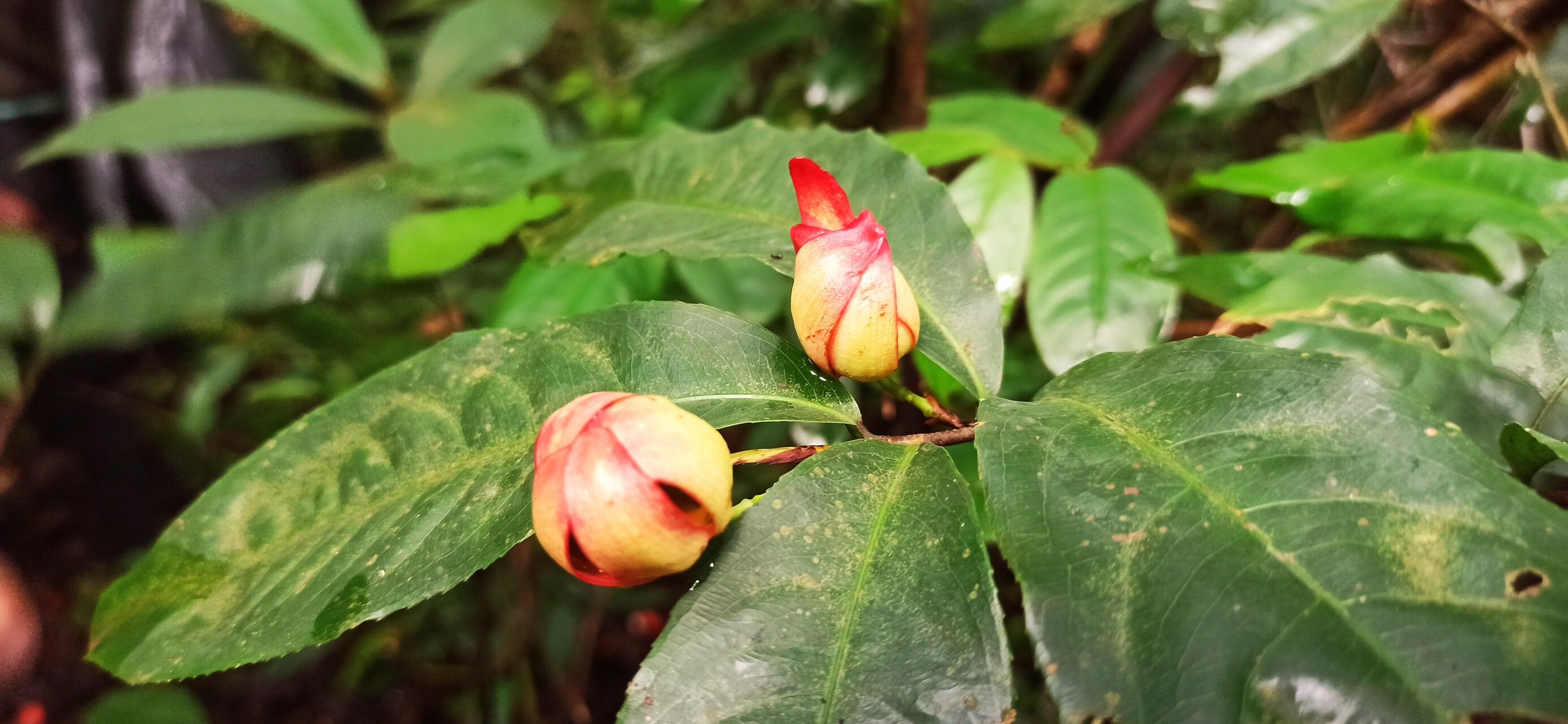 Ochna staudtii fruit