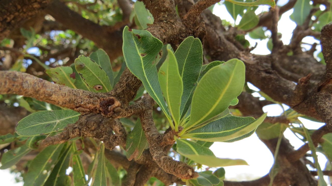 Rapanea melanophloeos other