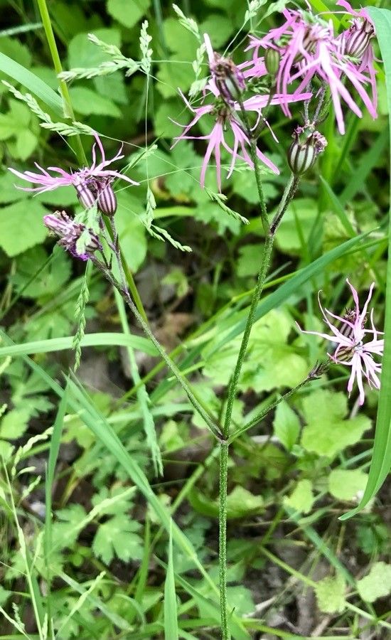 Lychnis flos-cuculi leaf
