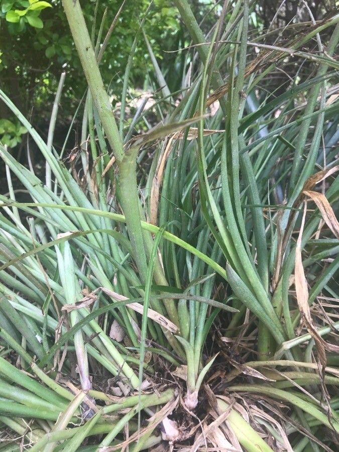 Fascicularia bicolor leaf
