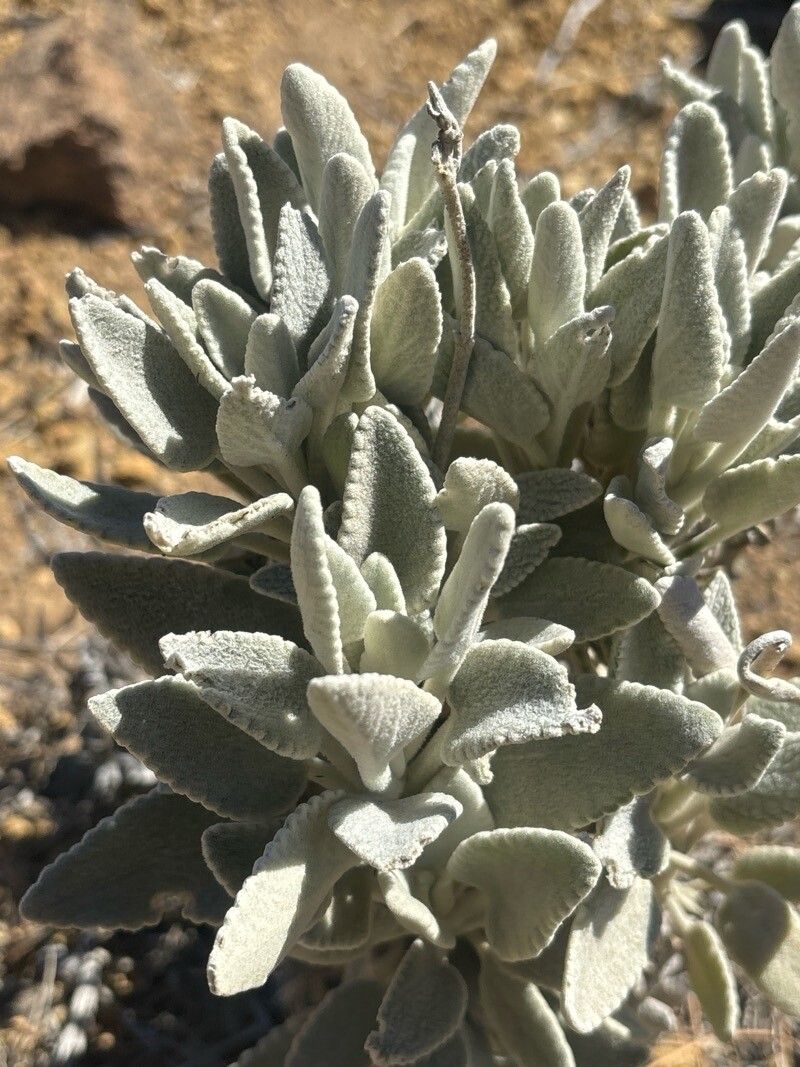 Sideritis soluta — houseplant care guide