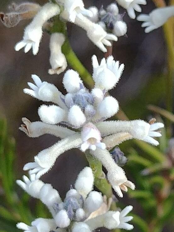 Conospermum taxifolium flower
