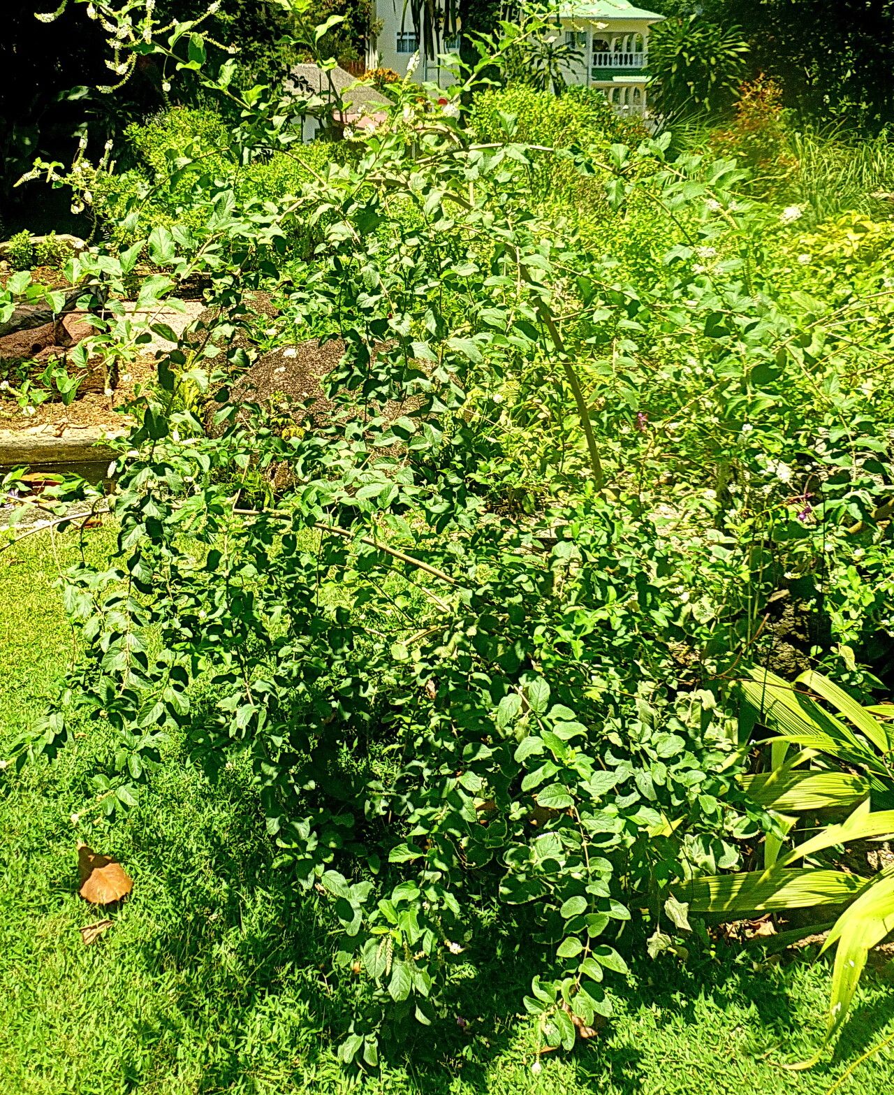 Buddleja paniculata habit