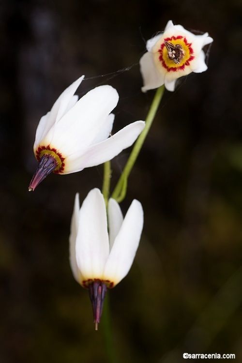 Primula latiloba flower