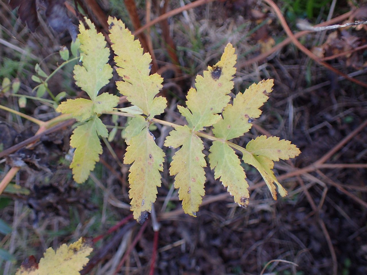 Peucedanum cervaria leaf