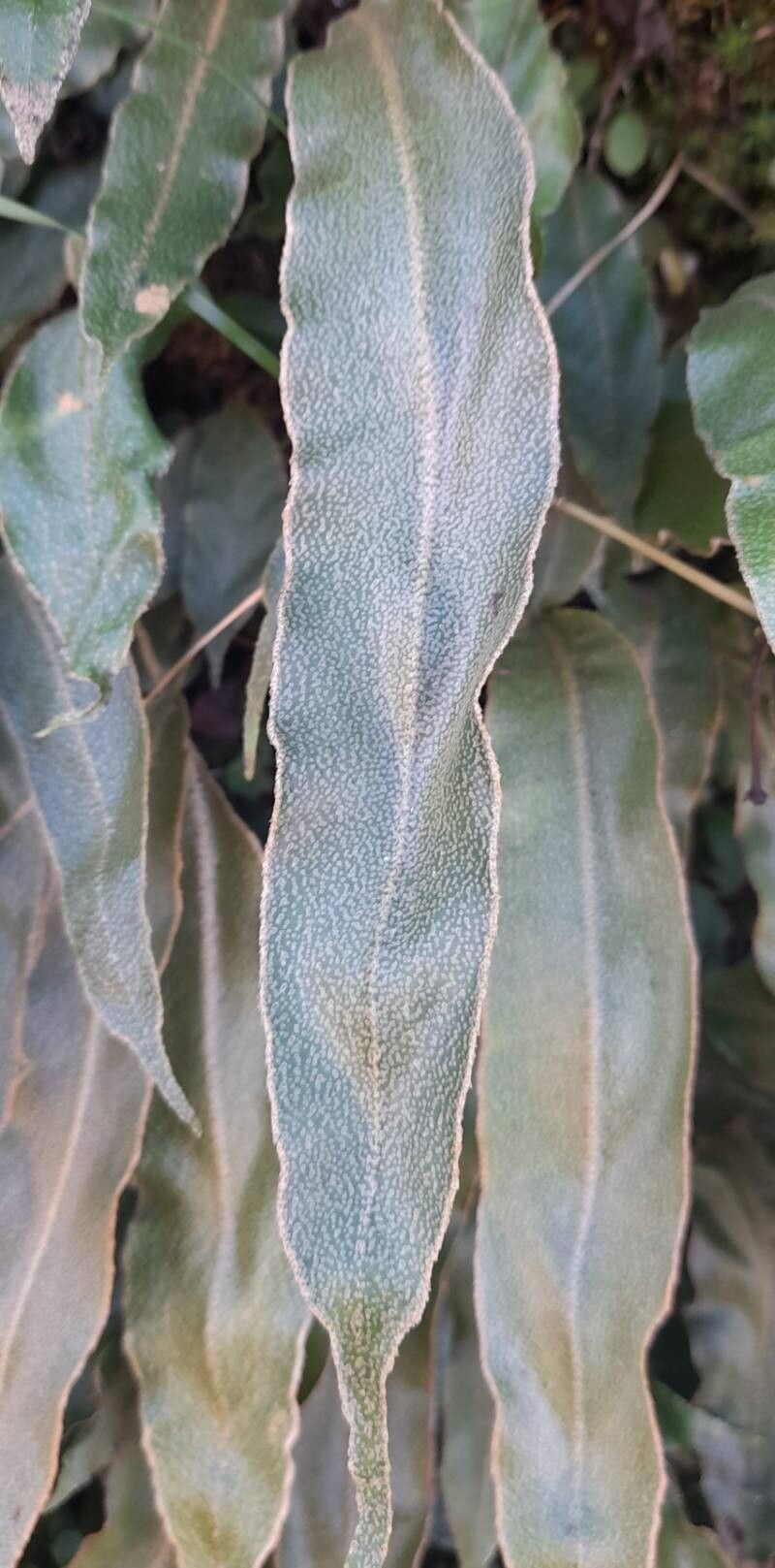 Elaphoglossum crassipes — houseplant care guide