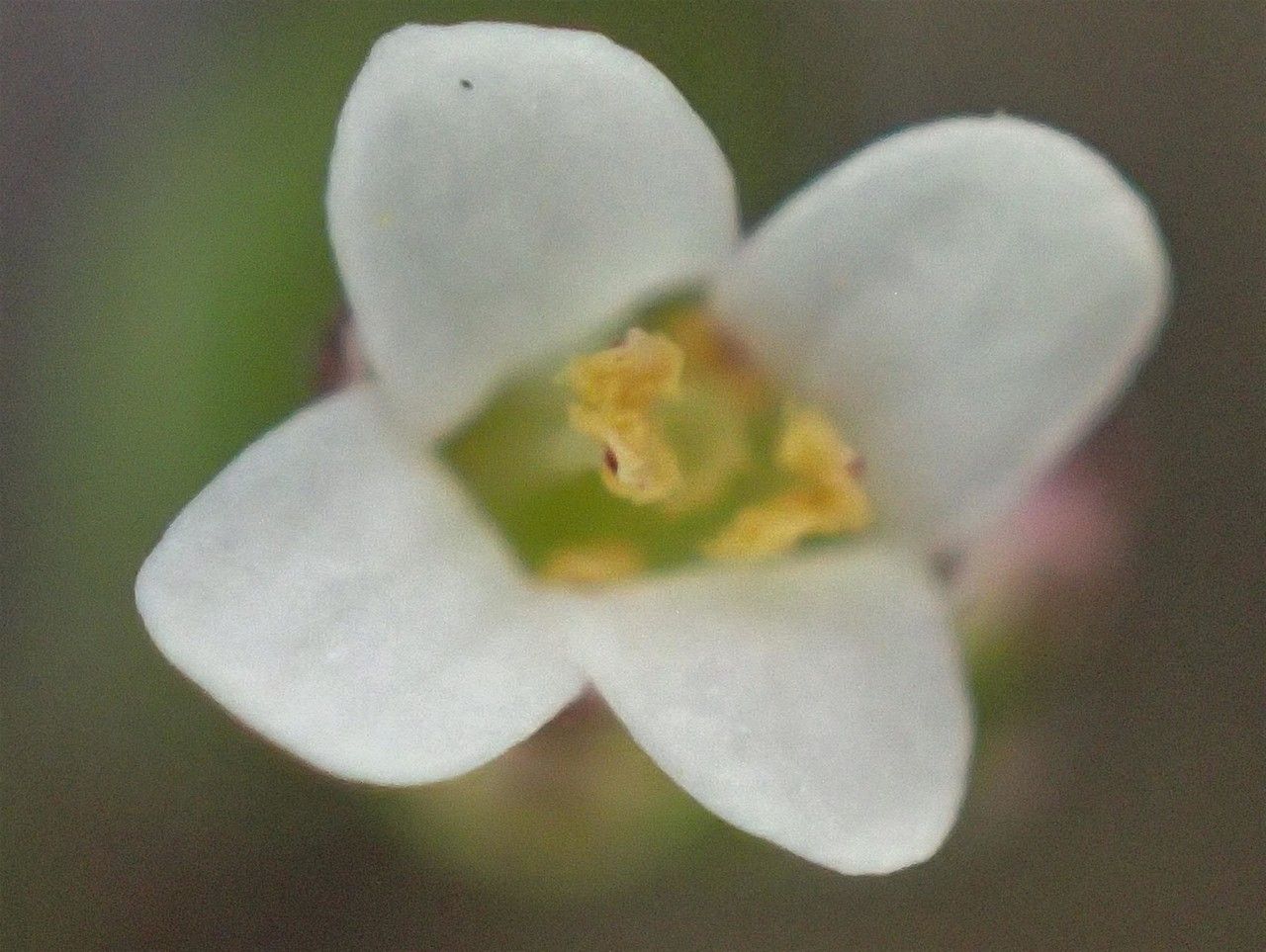 Thlaspi perfoliatum flower