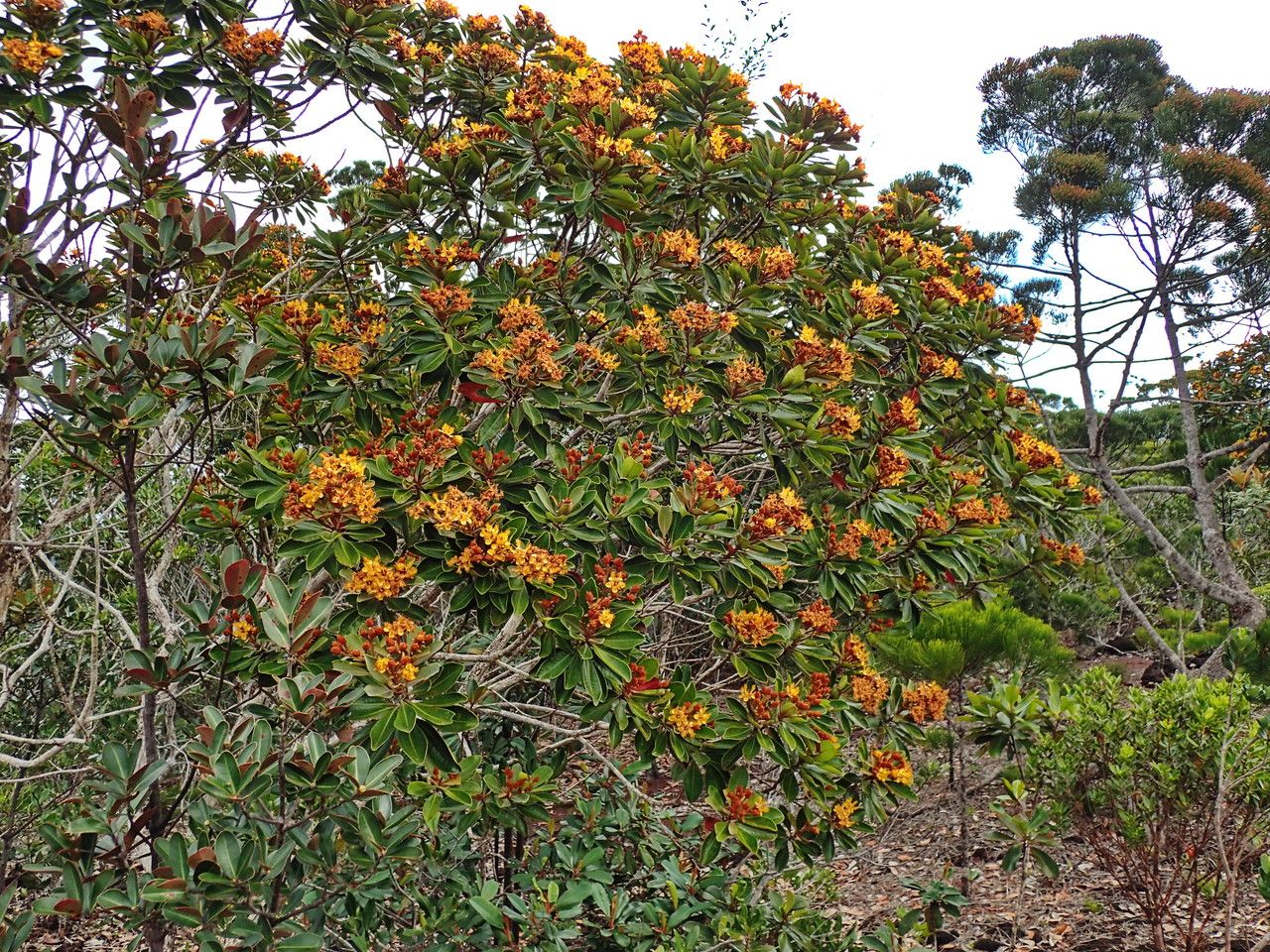 Tristaniopsis ninndoensis habit