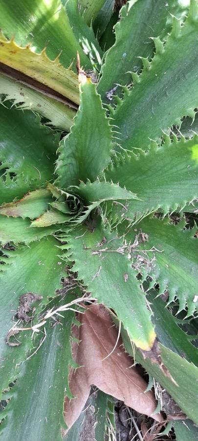 Eryngium serra — search result for 'Eryngium'