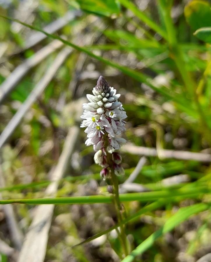 Polygala linoides — houseplant care guide