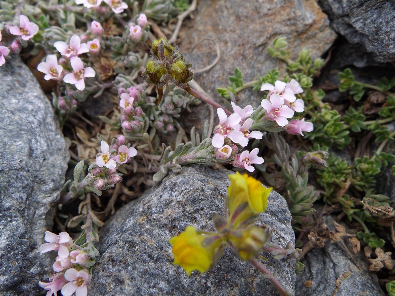 Hormathophylla purpurea other