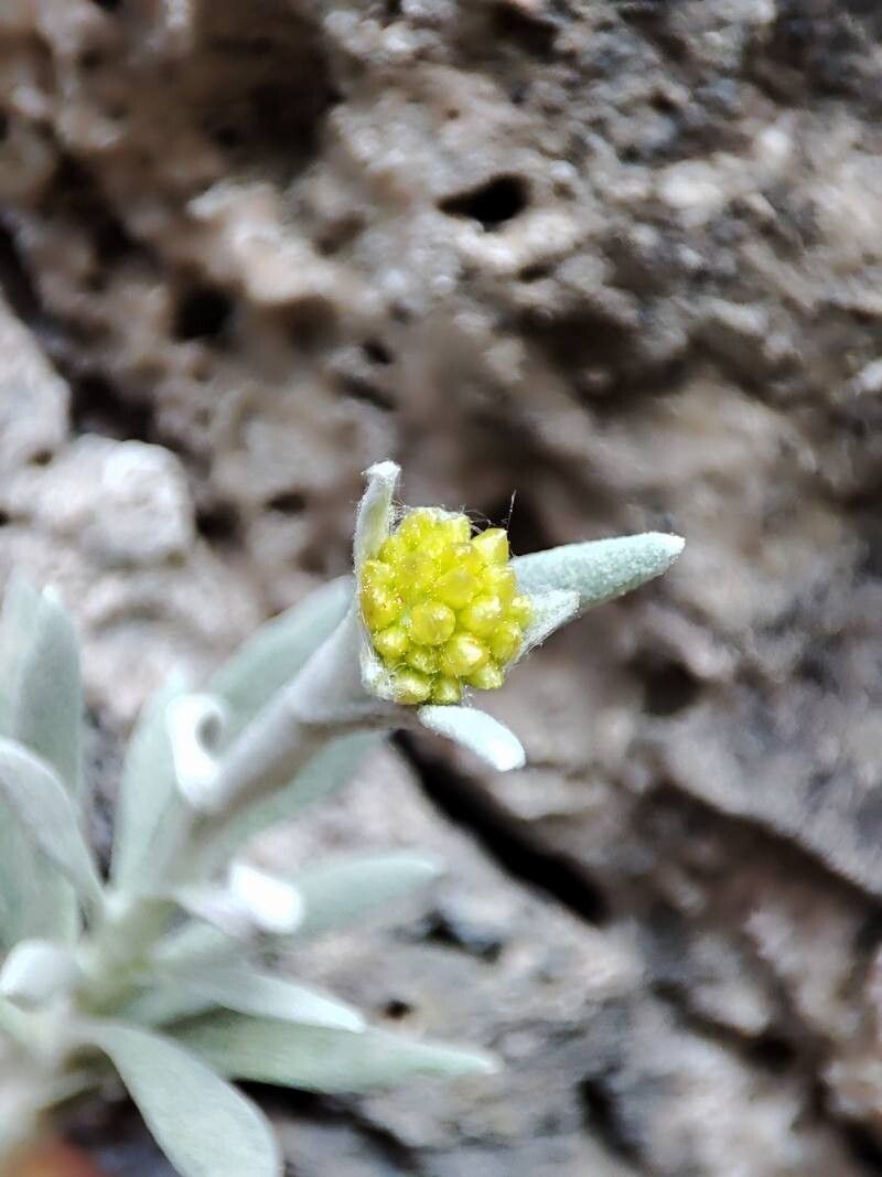 Helichrysum crassifolium flower
