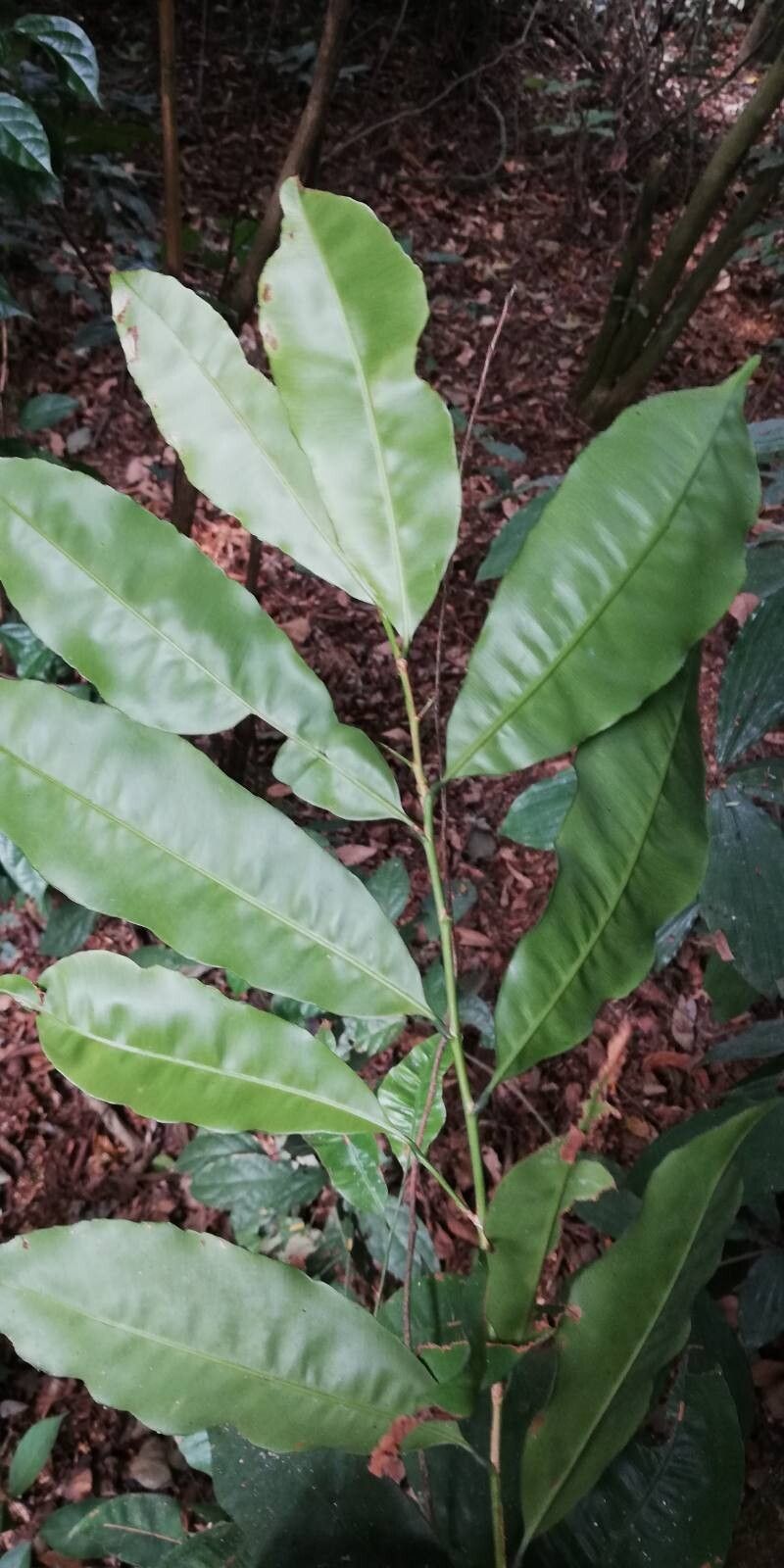 Rhabdophyllum welwitschii — houseplant care guide