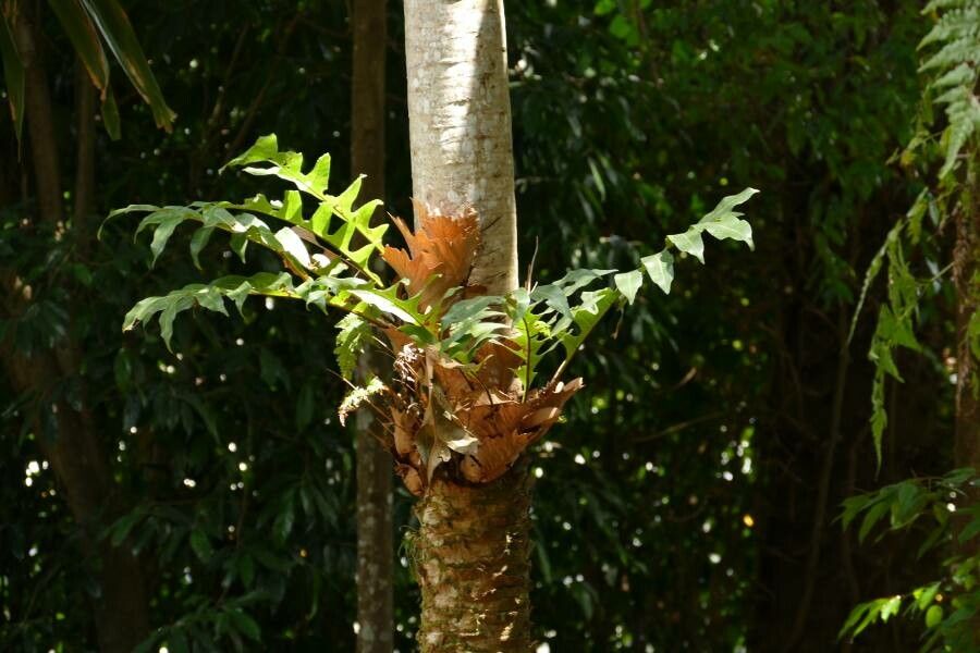 Drynaria rigidula — search result for 'Polypodiaceae'