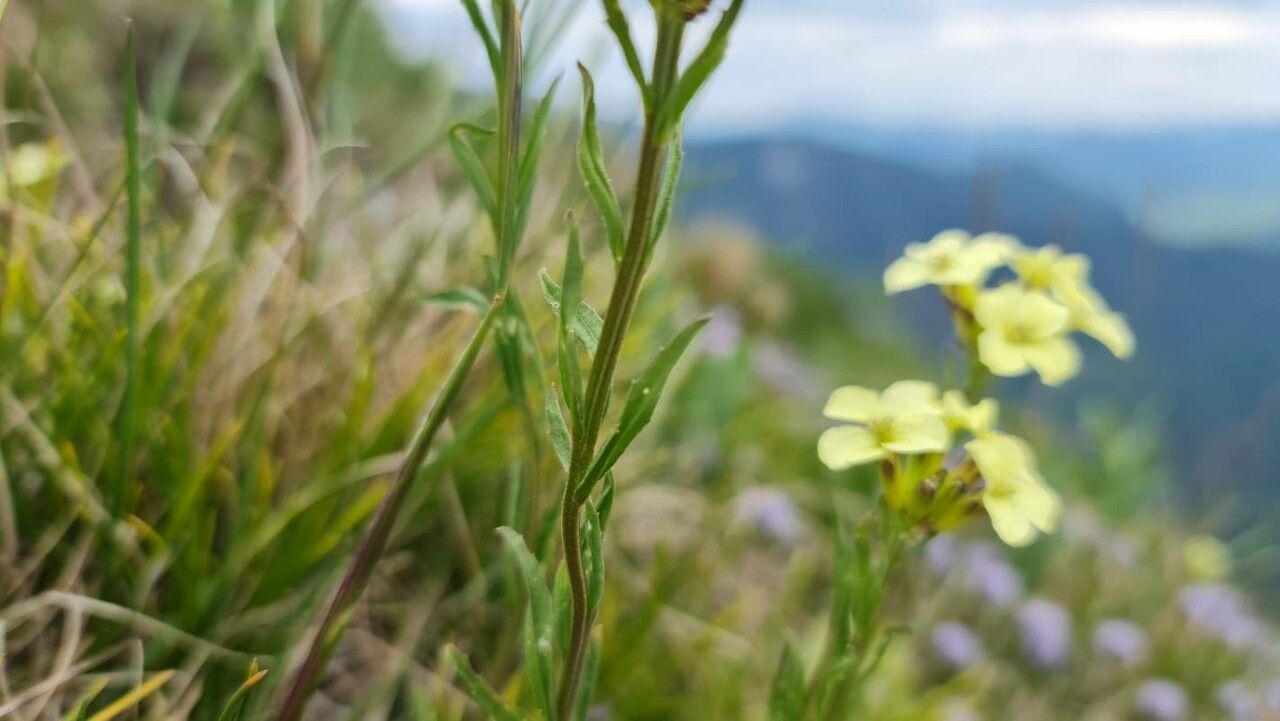 Erysimum franciscanum — search result for 'Erysimum'