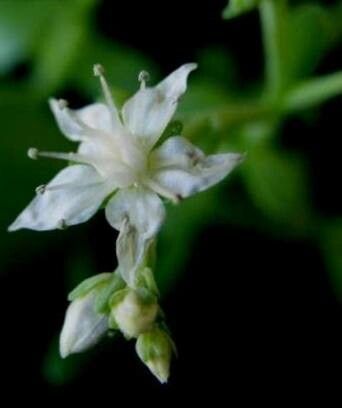 Sedum bellum flower