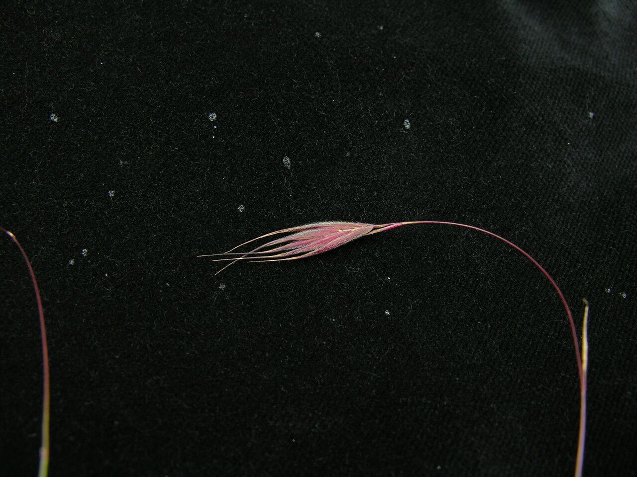 Bromus porphyranthos fruit