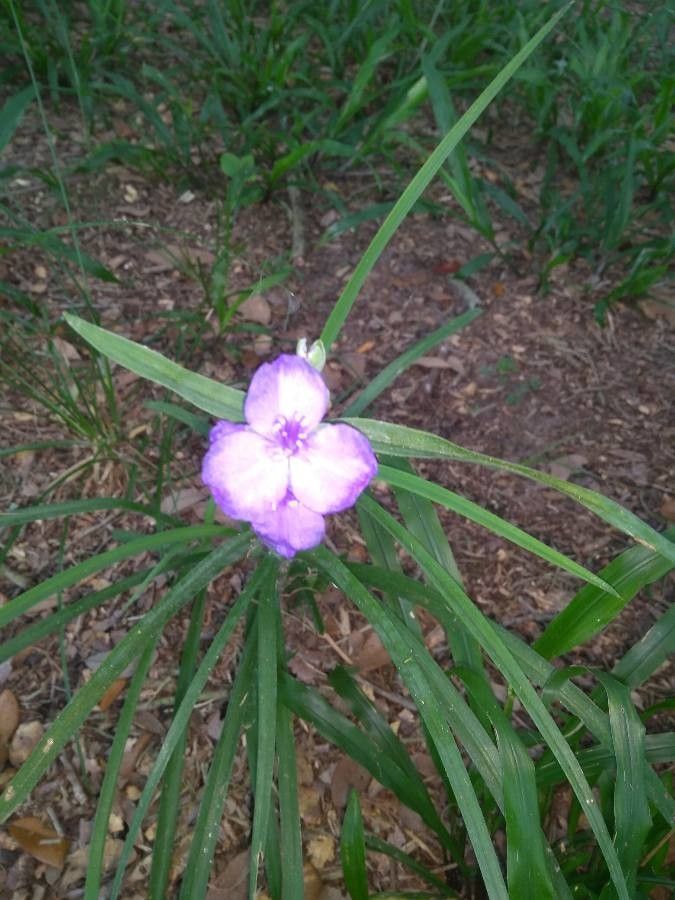 Tradescantia bracteata flower