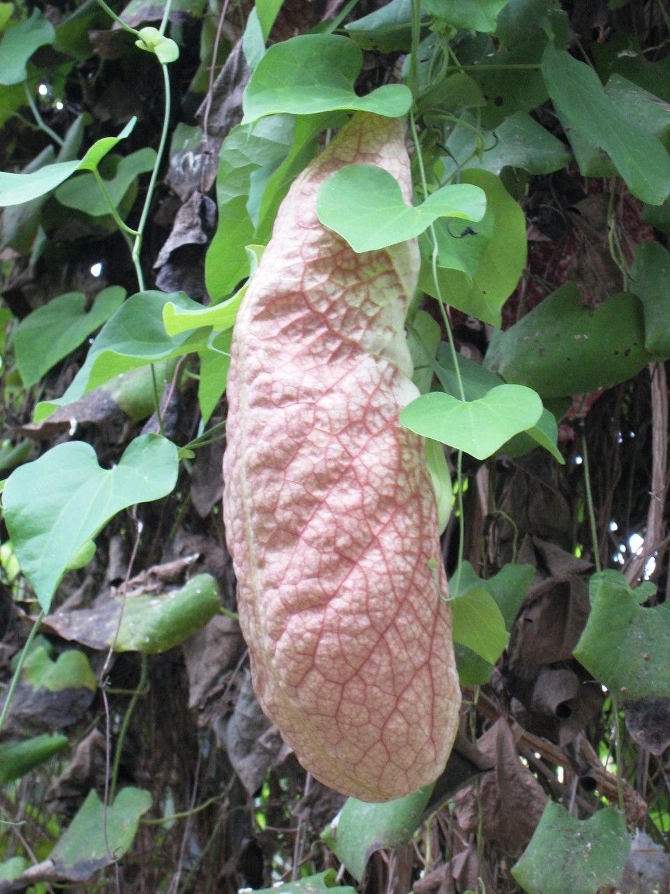 Aristolochia grandiflora fruit
