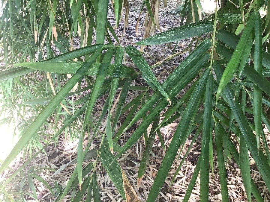 Bambusa tuldoides — search result for 'Bambusa'