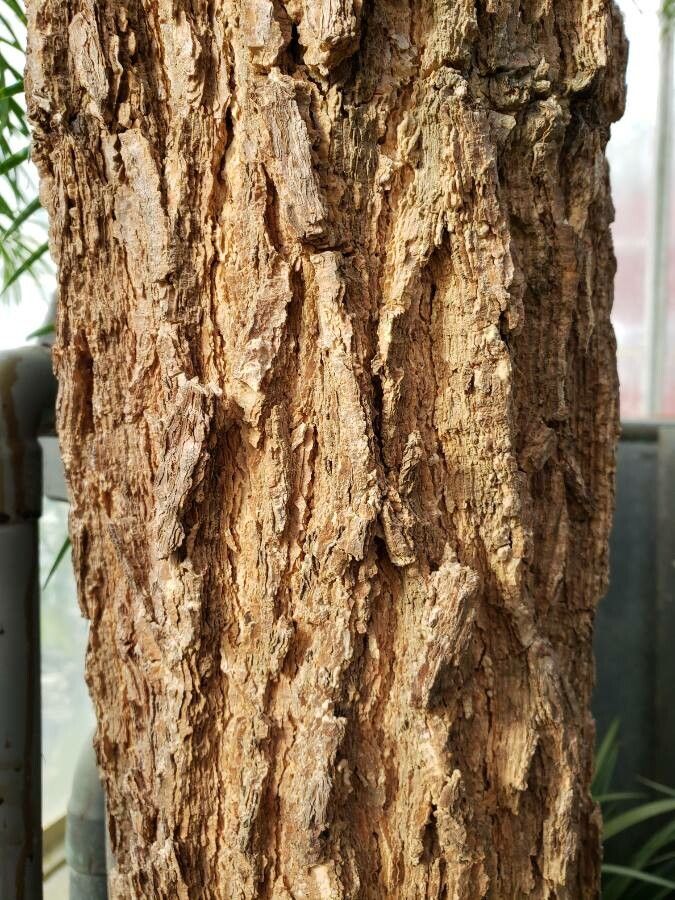 Keteleeria evelyniana bark
