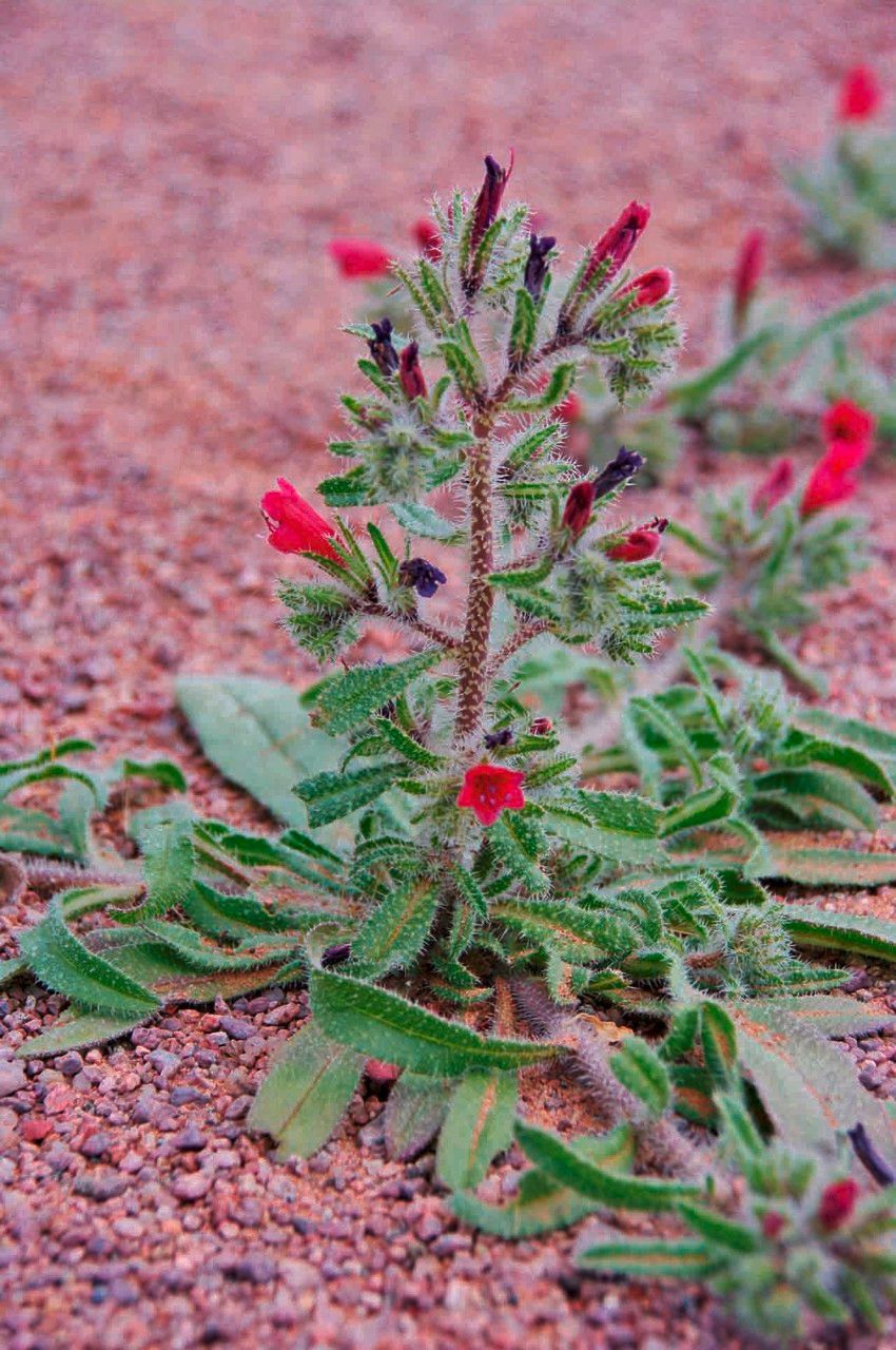 Echium horridum habit