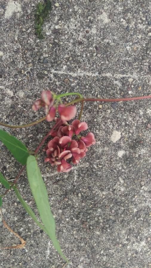 Apios americana fruit