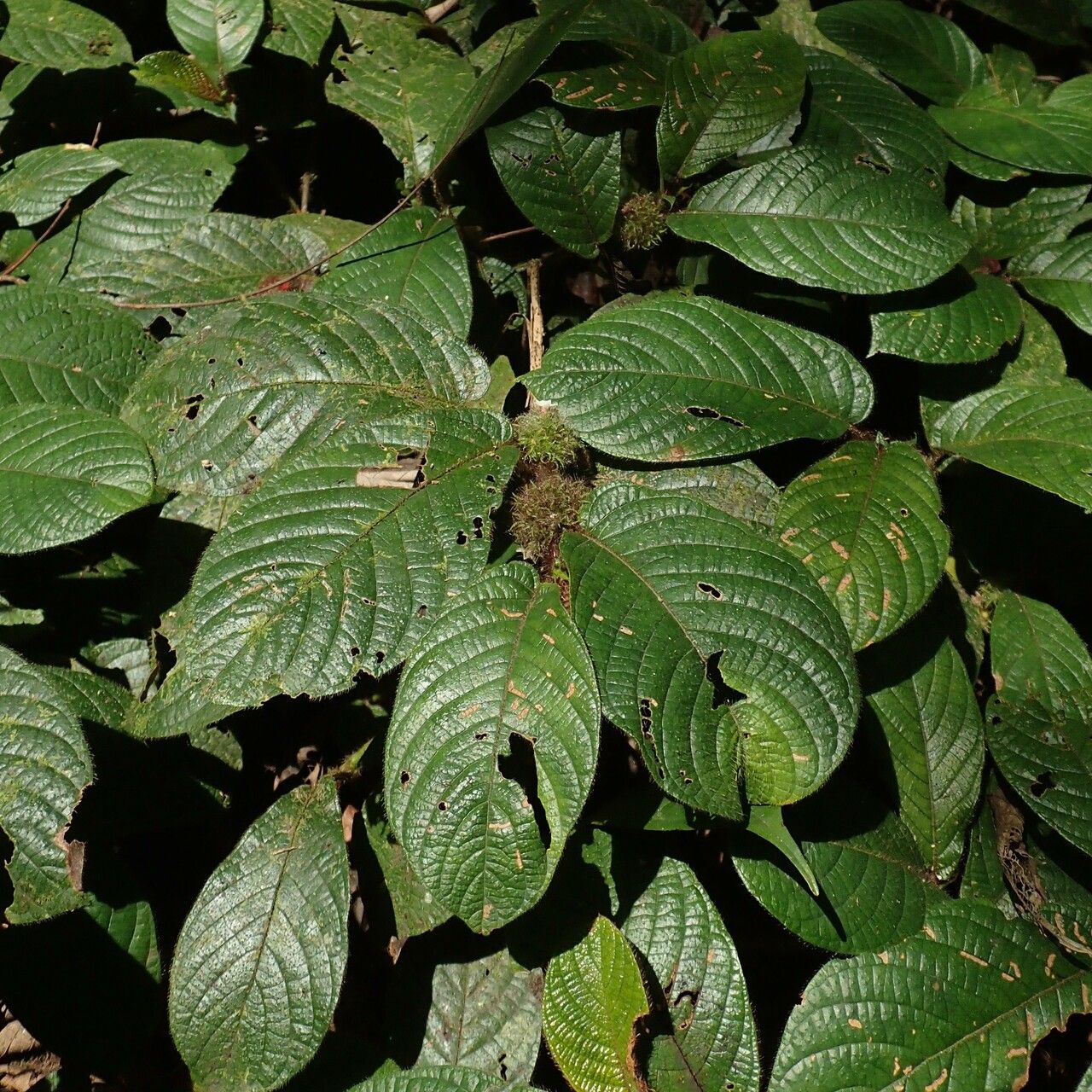 Sabicea medusula habit