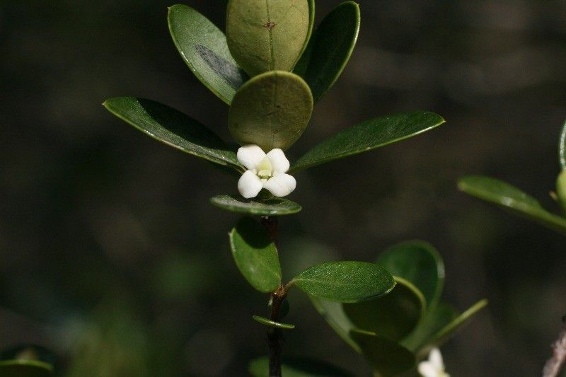 Fernelia buxifolia flower