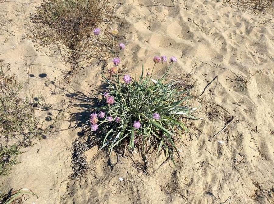 Jurinea kilaea flower