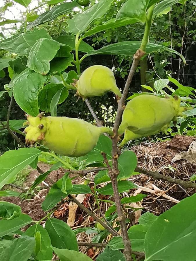 Chimonanthus praecox fruit
