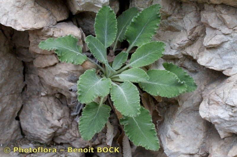 Campanula petraea — houseplant care guide