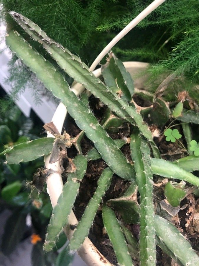 Lepismium cruciforme