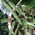 Lepismium cruciforme