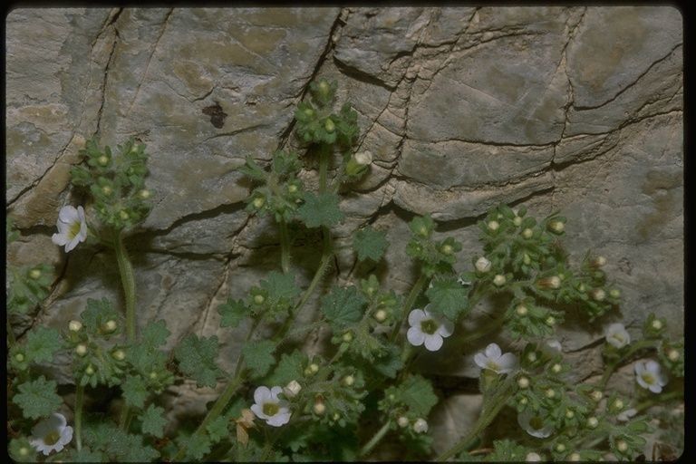 Phacelia perityloides bark