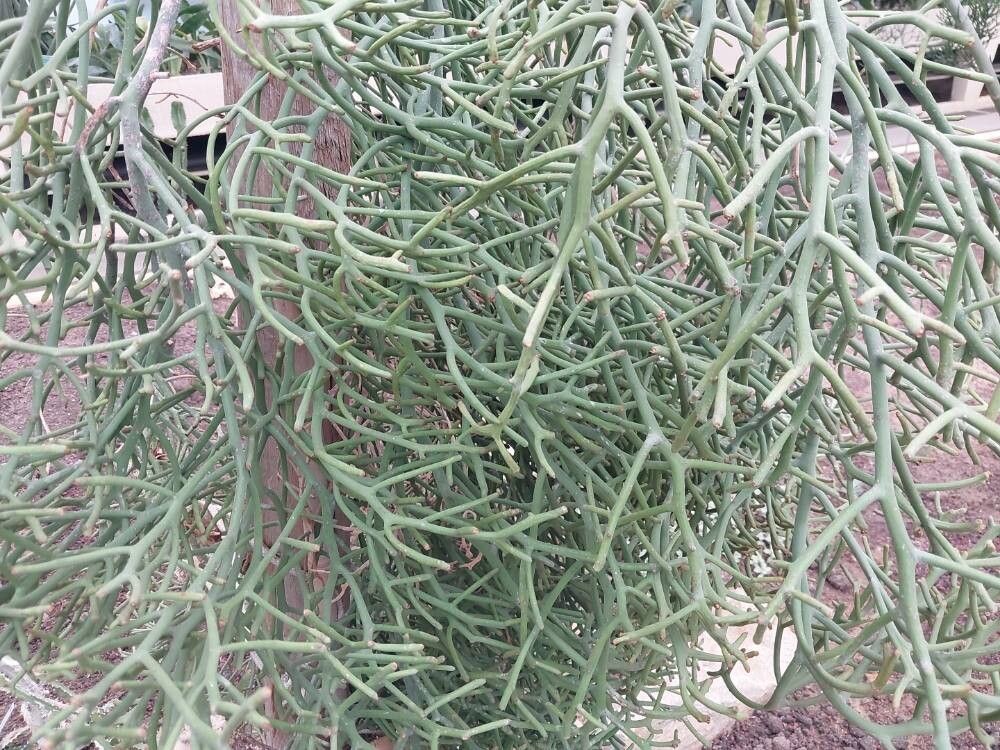 Euphorbia arahaka bark