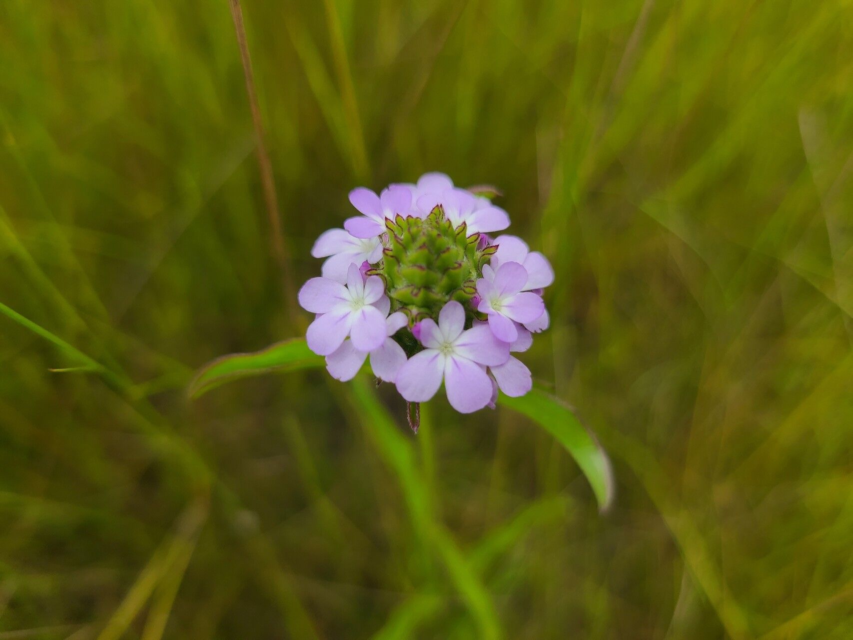 Buchnera paucidentata — houseplant care guide
