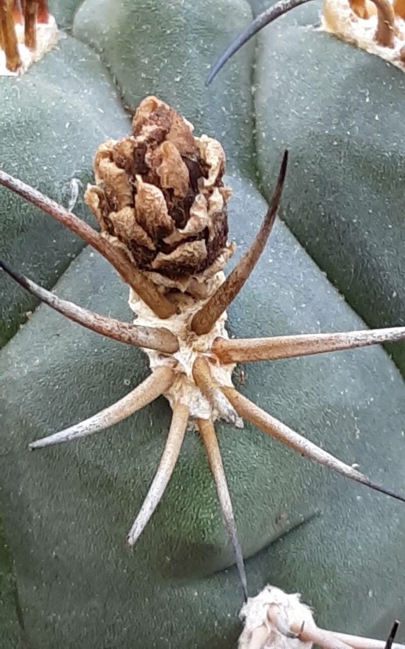 Gymnocalycium pflanzii flower