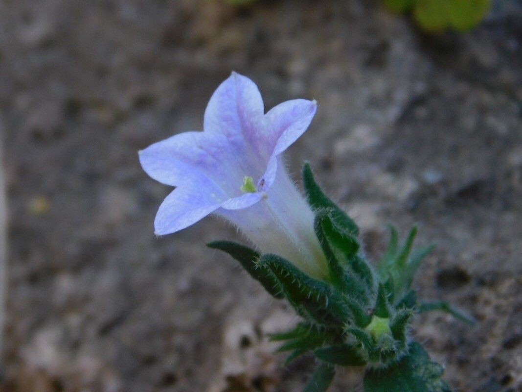 Campanula mollis flower