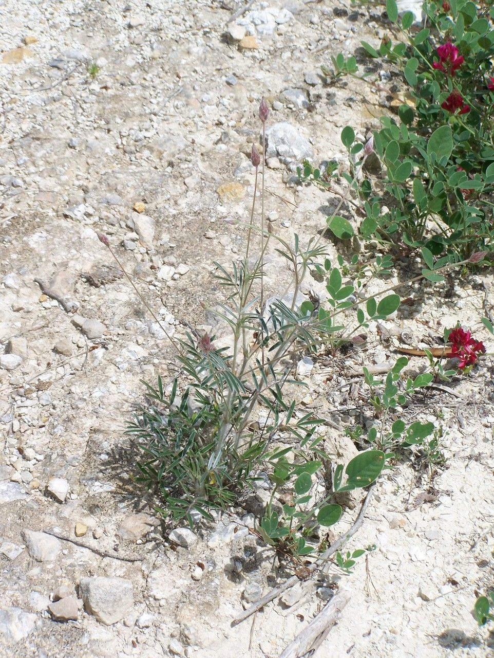 Ebenus pinnata habit