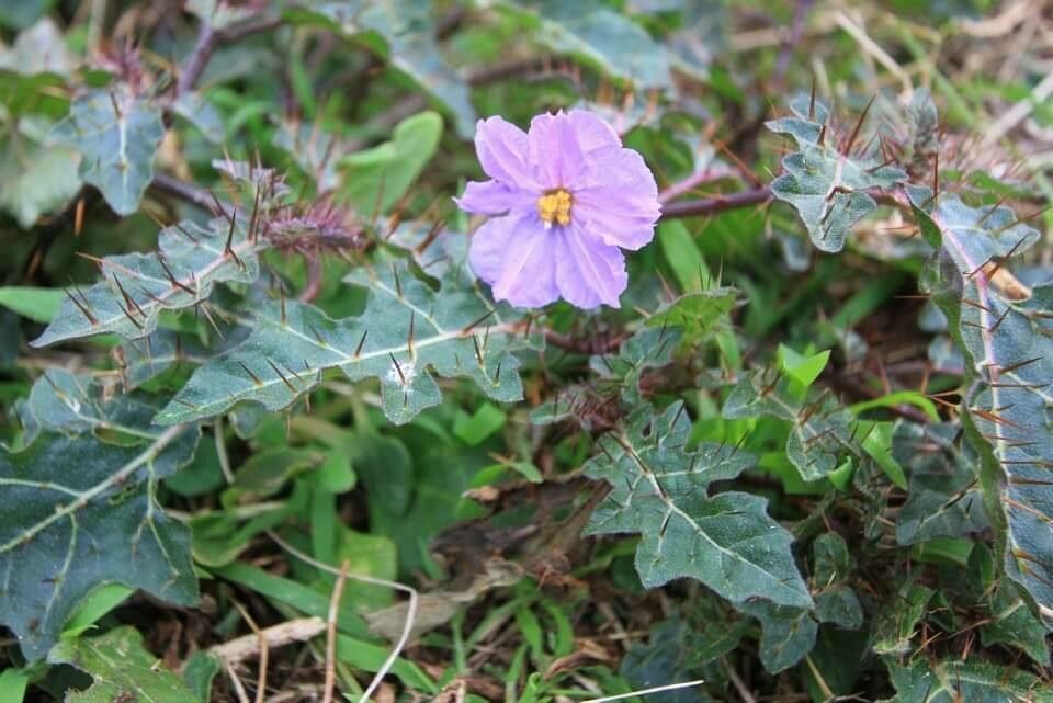 Solanum linnaeanum flower