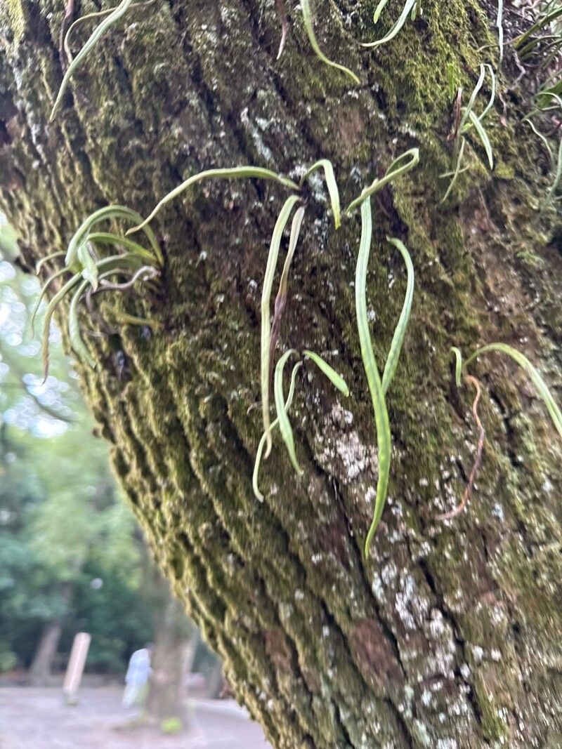 Lepisorus thunbergianus leaf