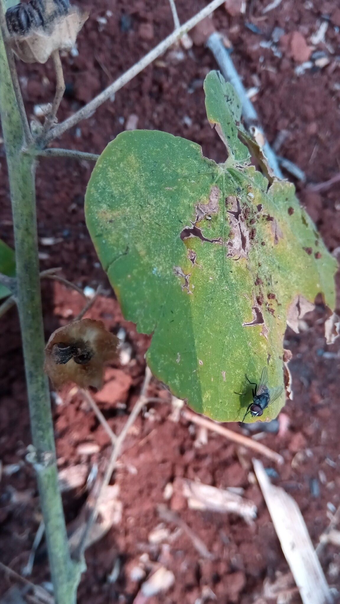 Abutilon greveanum — search result for 'Abutilon'